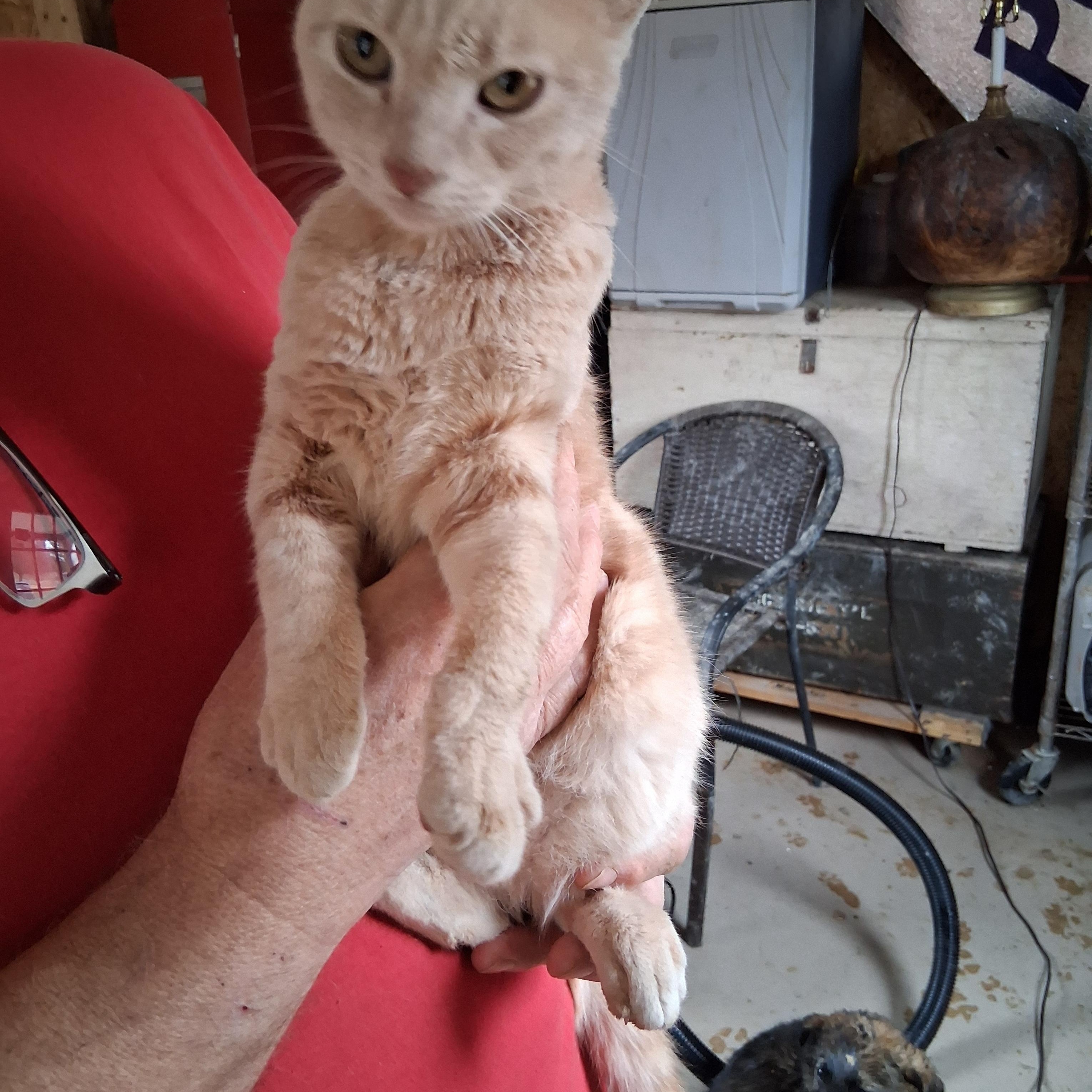 Enlarge Buster, a ADOPTABLE Domestic Short Hair in Inez, KY image 3/3