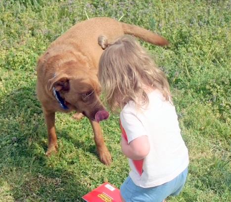 REMI - happy, friendly boy, a Adoptable mixed breed in Falmouth, ME image 4/5
