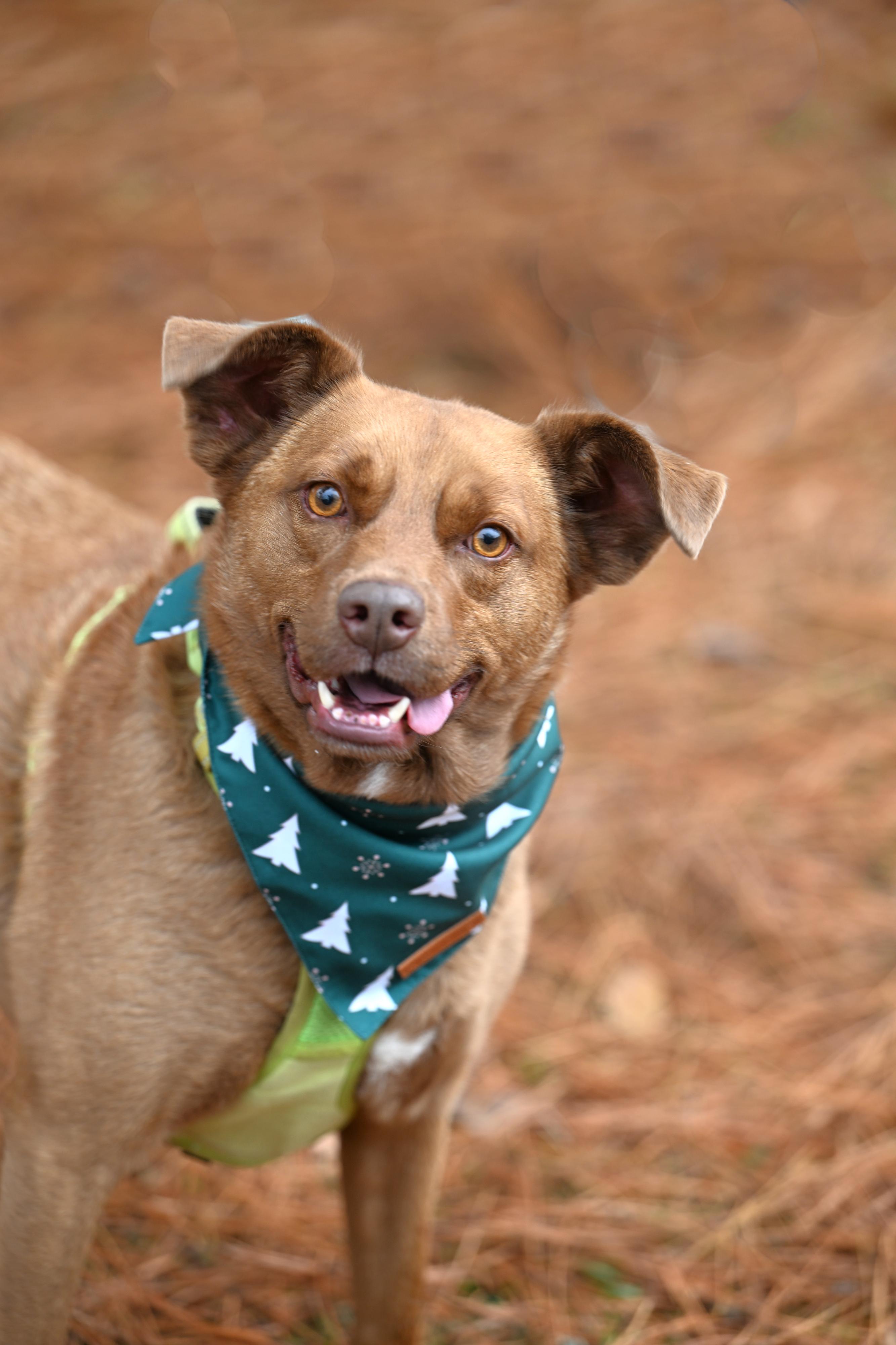REMI - happy, friendly boy, a Adoptable mixed breed in Falmouth, ME image 1/5