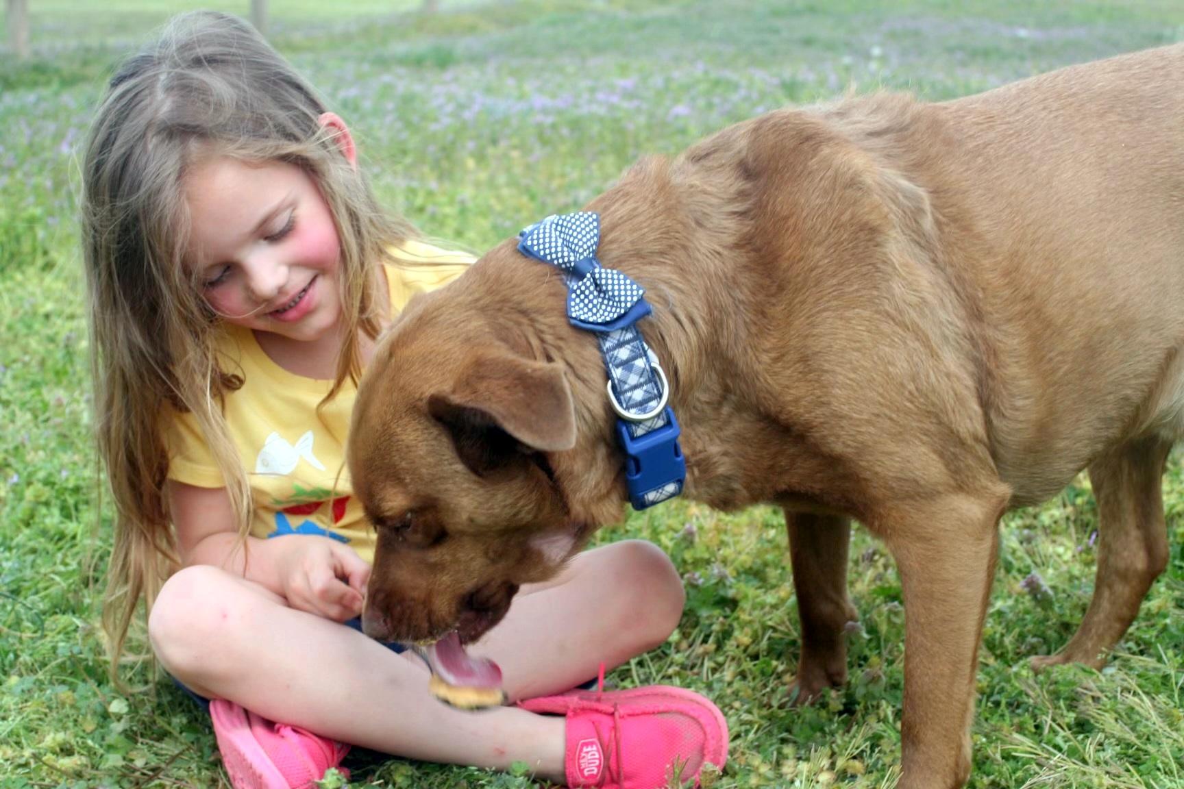REMI - happy, friendly boy, a Adoptable mixed breed in Falmouth, ME image 3/5