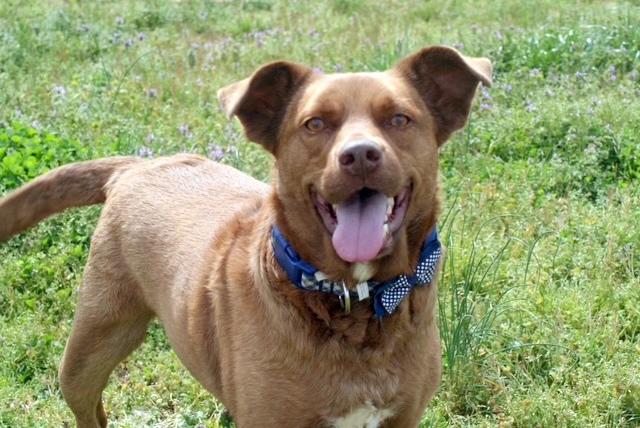 REMI - happy, friendly boy, Adoptable, Adult Male Labrador Retriever & Terrier.