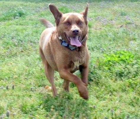 REMI - happy, friendly boy, a Adoptable mixed breed in Falmouth, ME image 5/5