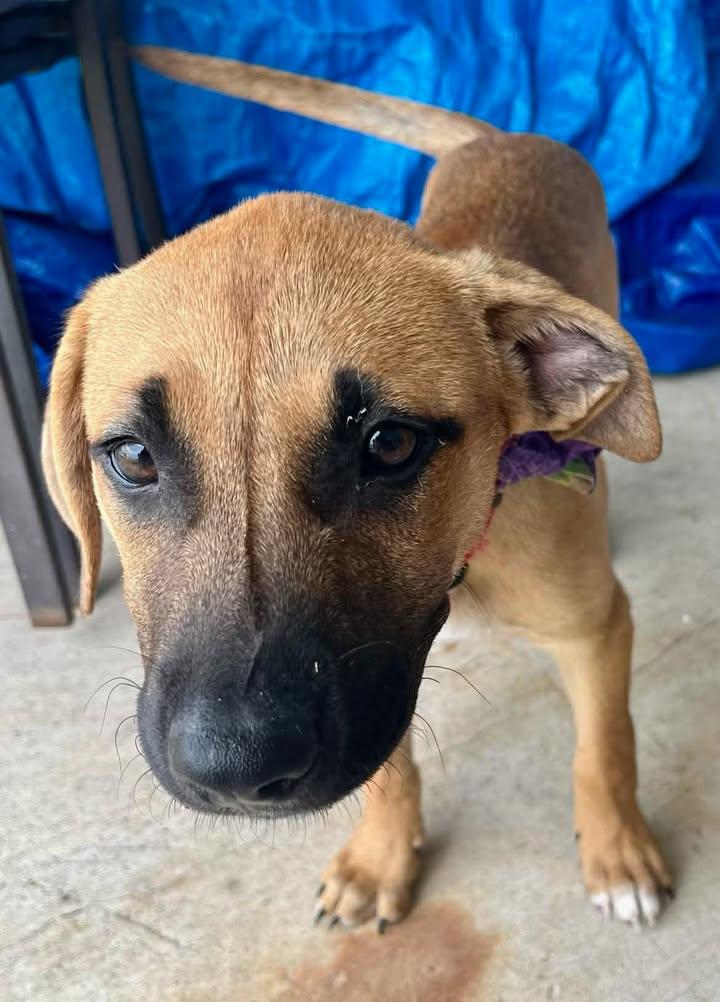 Enlarge Xena, a Adoptable Mixed Breed in Port Lavaca, TX image 2/6