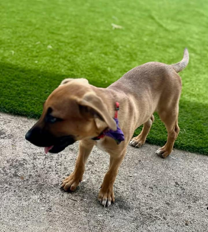 Enlarge Xena, a Adoptable Mixed Breed in Port Lavaca, TX image 5/6