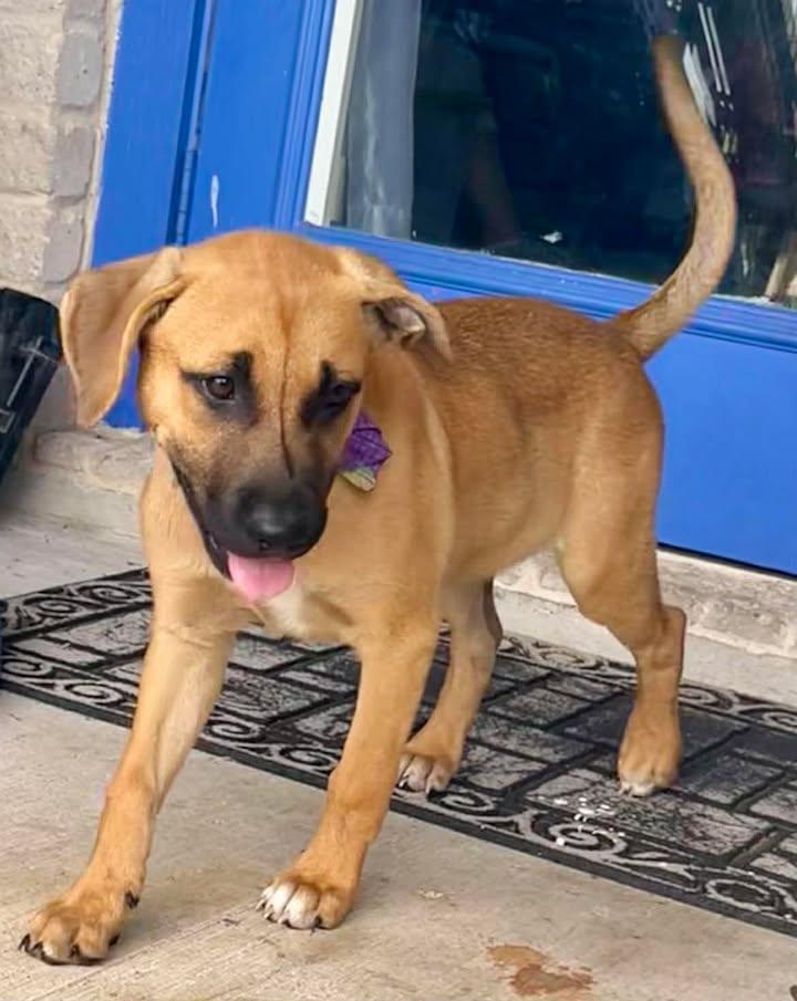 Enlarge Xena, a Adoptable Mixed Breed in Port Lavaca, TX image 4/6