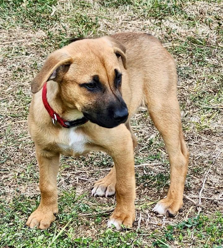 Enlarge Xena, a Adoptable Mixed Breed in Port Lavaca, TX image 3/6