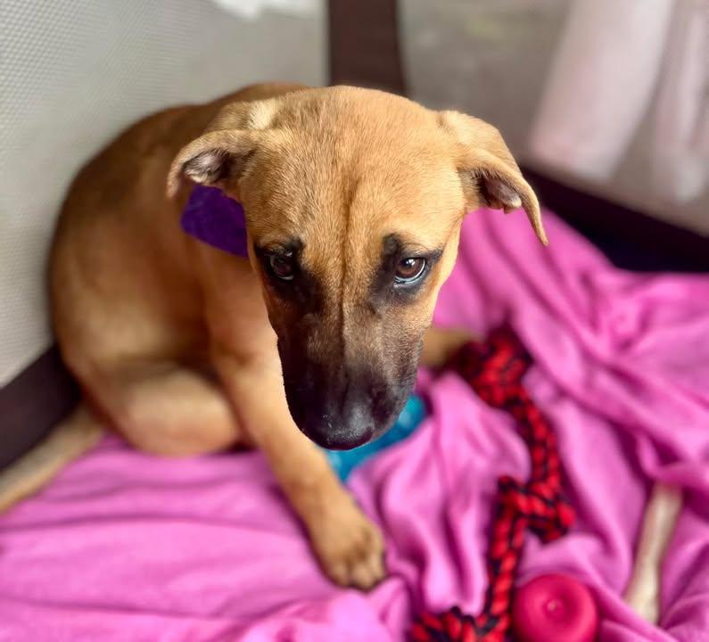 Enlarge Xena, a Adoptable Mixed Breed in Port Lavaca, TX image 6/6