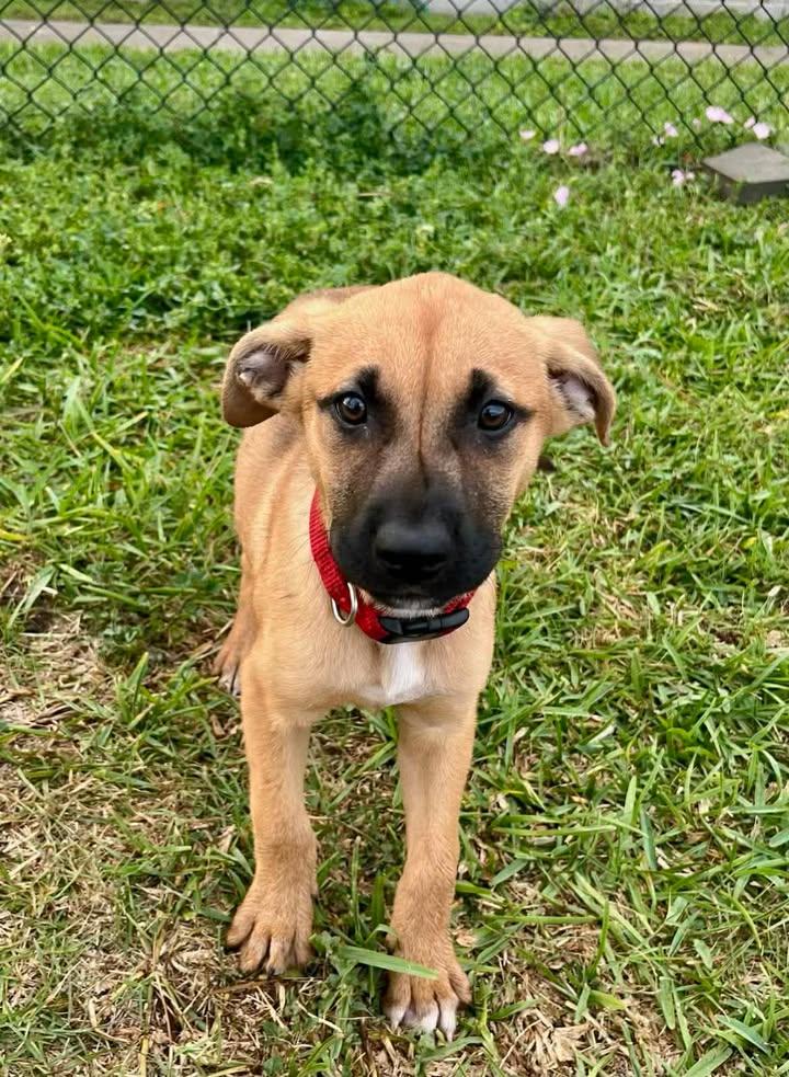 Xena, Adoptable, Puppy Female Mixed Breed.