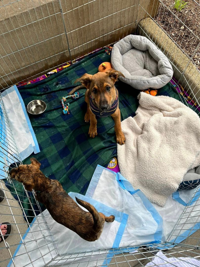 Red, a Adopted mixed breed in Elgin, IL image 1/10