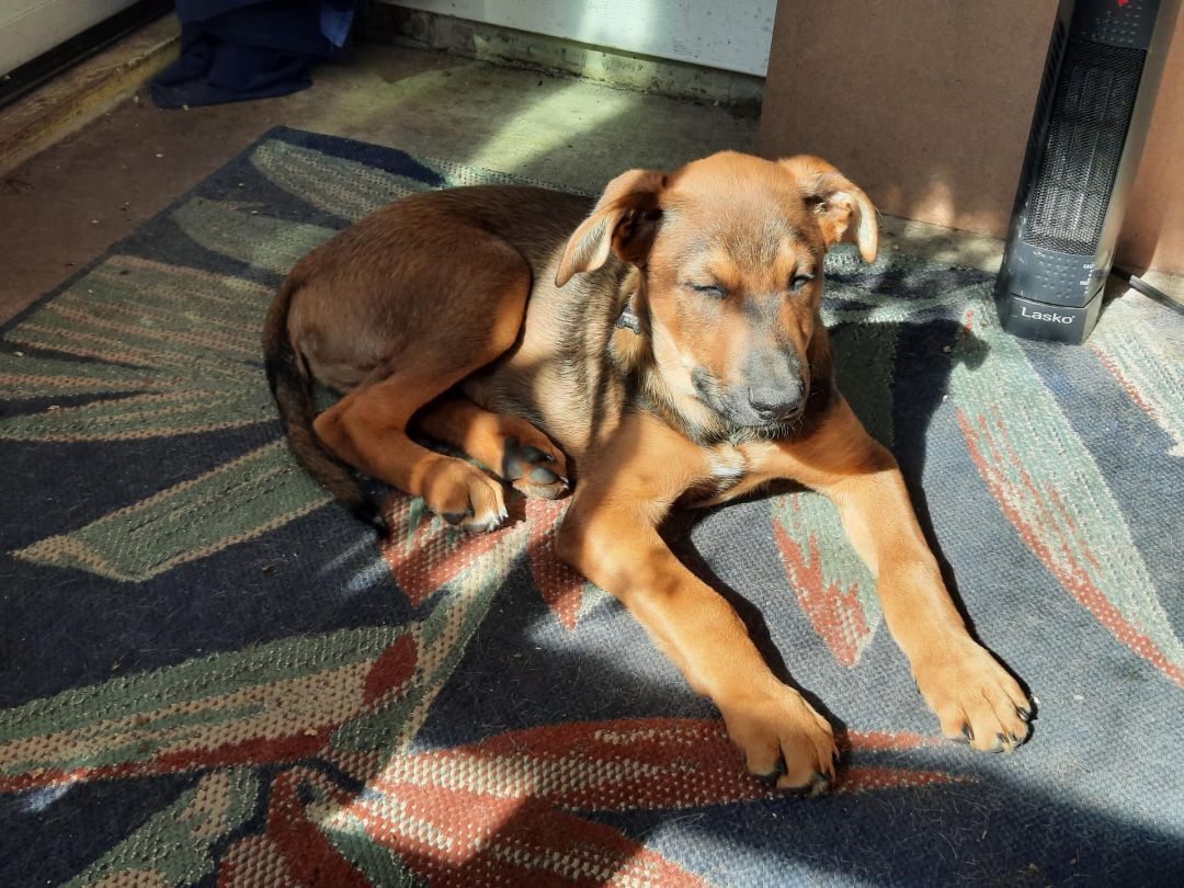 Red, a Adopted mixed breed in Elgin, IL image 2/10