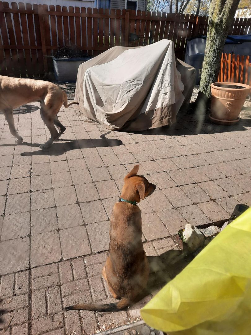 Red, a Adopted mixed breed in Elgin, IL image 4/10