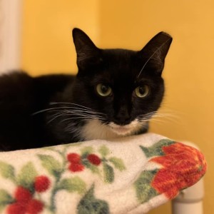 Cinderella, Adoptable, Adult Female Domestic Short Hair.