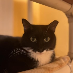 Cinderella, a Adoptable Domestic Short Hair in Albany, NY image 2/2