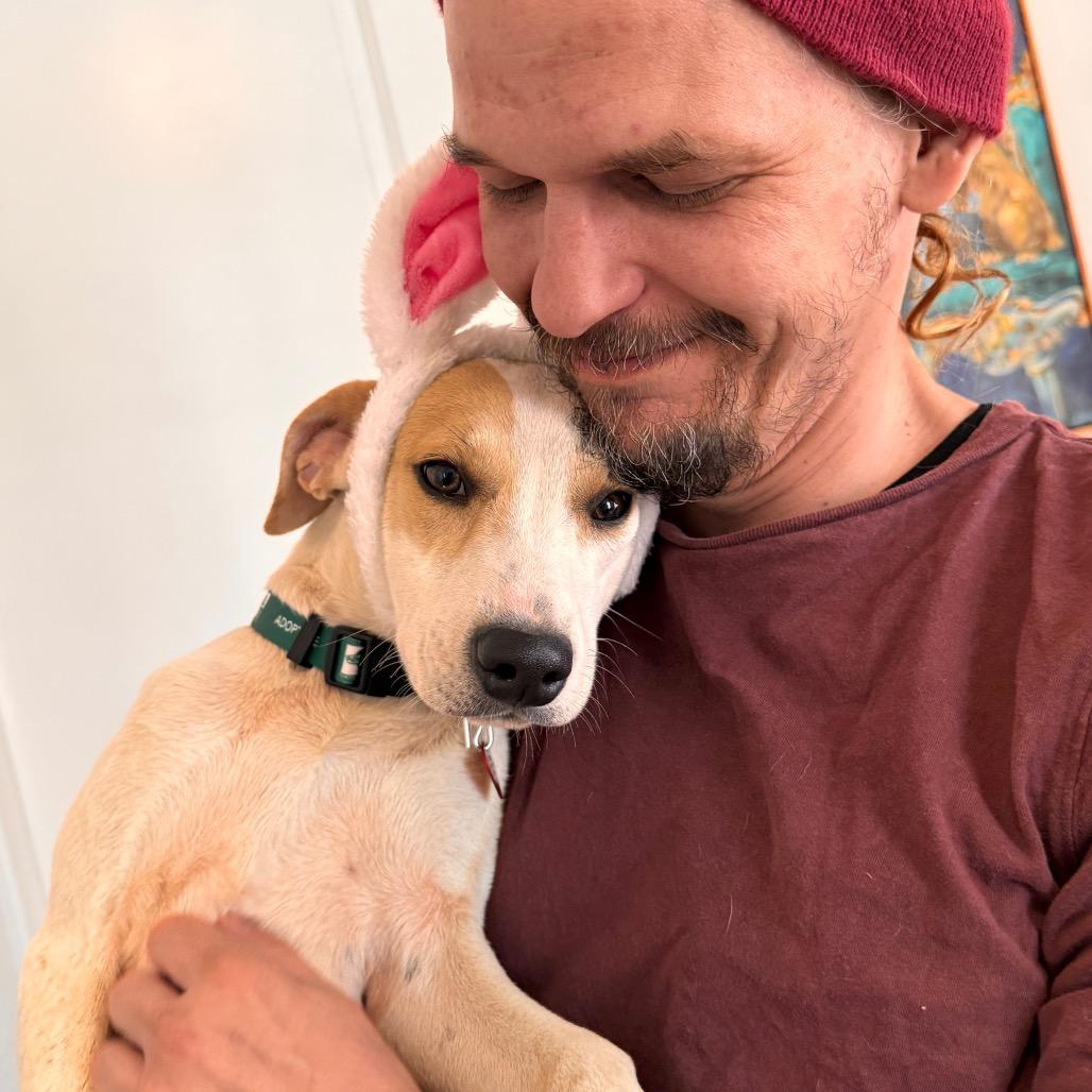 Enlarge Max, a Adoptable mixed breed in San Antonio, TX image 1/6