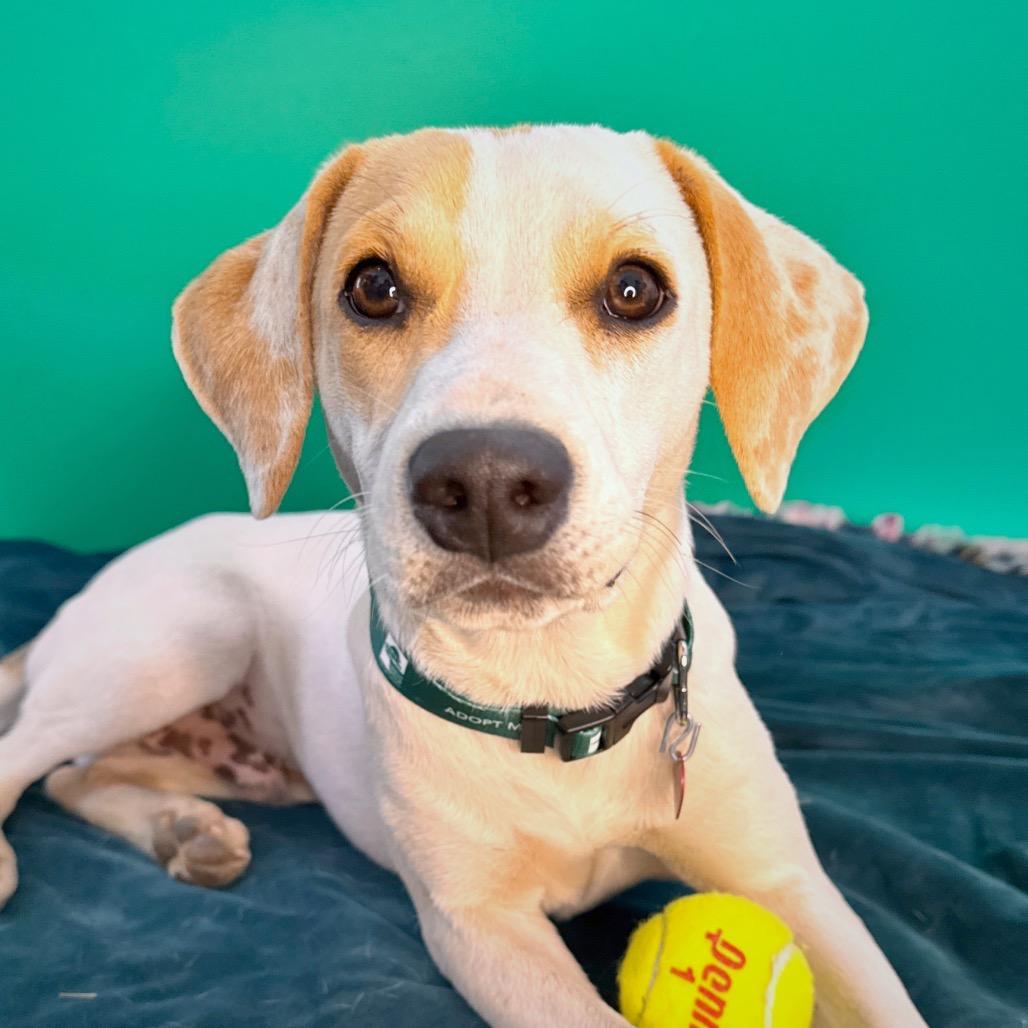 Enlarge Max, a Adoptable mixed breed in San Antonio, TX image 2/6