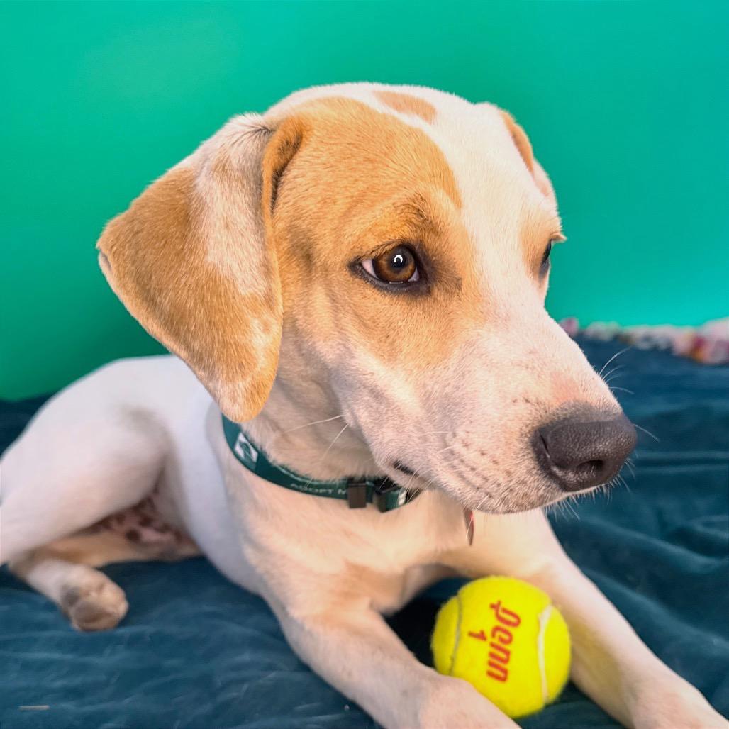 Enlarge Max, a Adoptable mixed breed in San Antonio, TX image 3/6