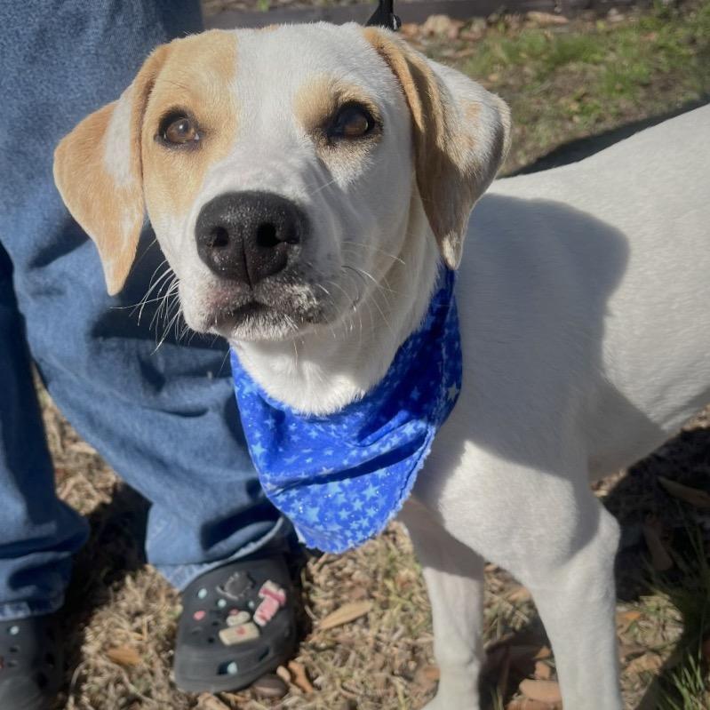 Enlarge Max, a Adoptable mixed breed in San Antonio, TX image 4/6