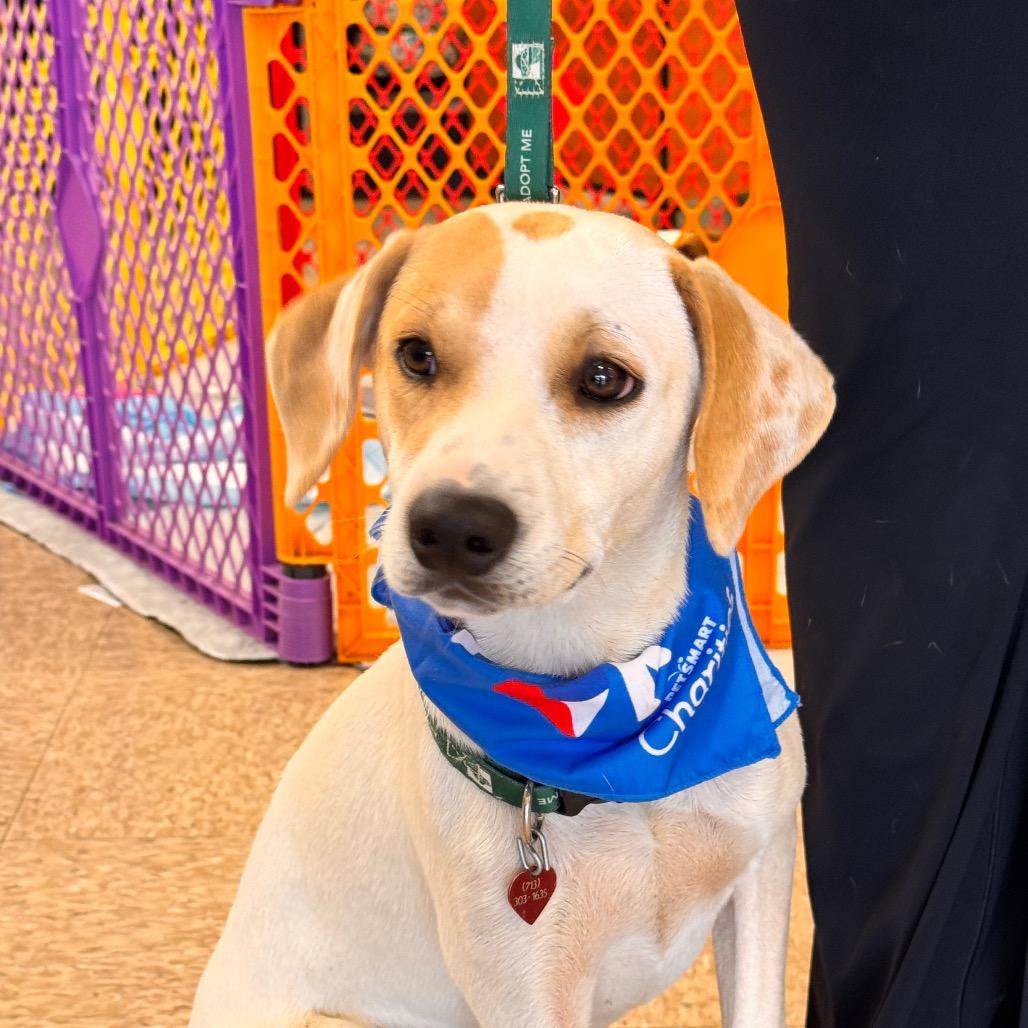 Enlarge Max, a Adoptable mixed breed in San Antonio, TX image 5/6