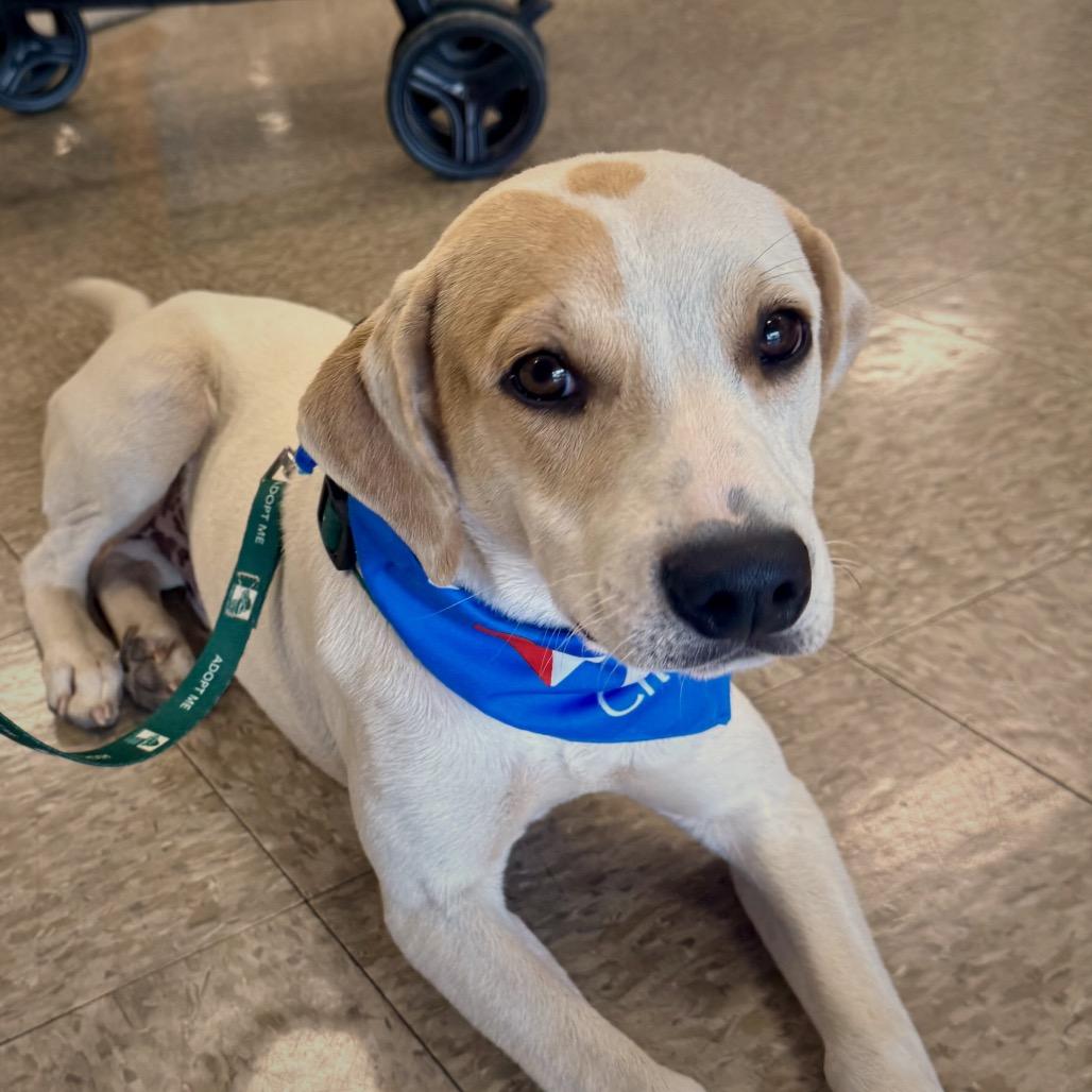 Enlarge Max, a Adoptable mixed breed in San Antonio, TX image 6/6