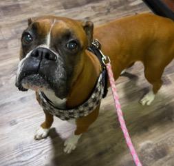 Enlarge Ember, a ADOPTABLE Boxer in Longwood, FL image 1/4