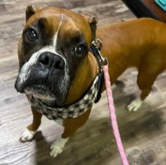 Enlarge Ember, a ADOPTABLE Boxer in Longwood, FL image 2/4