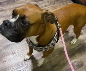 Enlarge Ember, a ADOPTABLE Boxer in Longwood, FL image 3/4