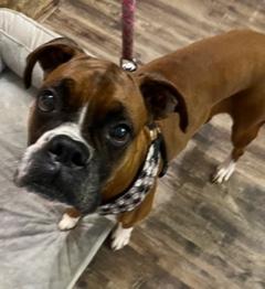 Enlarge Ember, a ADOPTABLE Boxer in Longwood, FL image 4/4