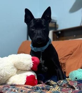 Enlarge Jonah, a ADOPTABLE mixed breed in Valley City, ND image 2/6