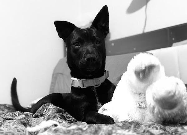 Enlarge Jonah, a ADOPTABLE mixed breed in Valley City, ND image 6/6