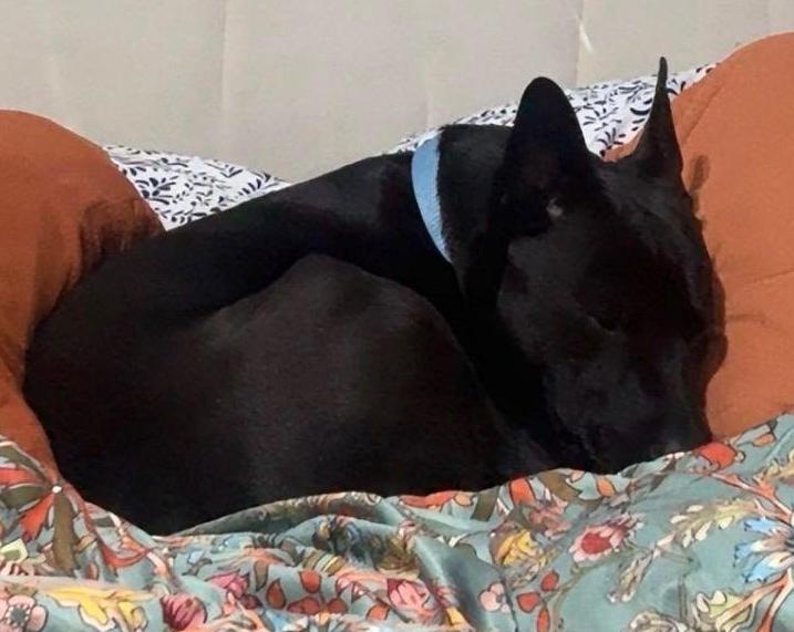 Enlarge Jonah, a ADOPTABLE mixed breed in Valley City, ND image 4/6