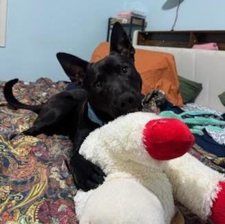 Enlarge Jonah, a ADOPTABLE mixed breed in Valley City, ND image 5/6