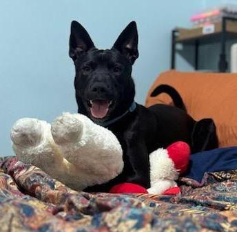 Jonah, ADOPTABLE, Young Male Shepherd & Labrador Retriever.