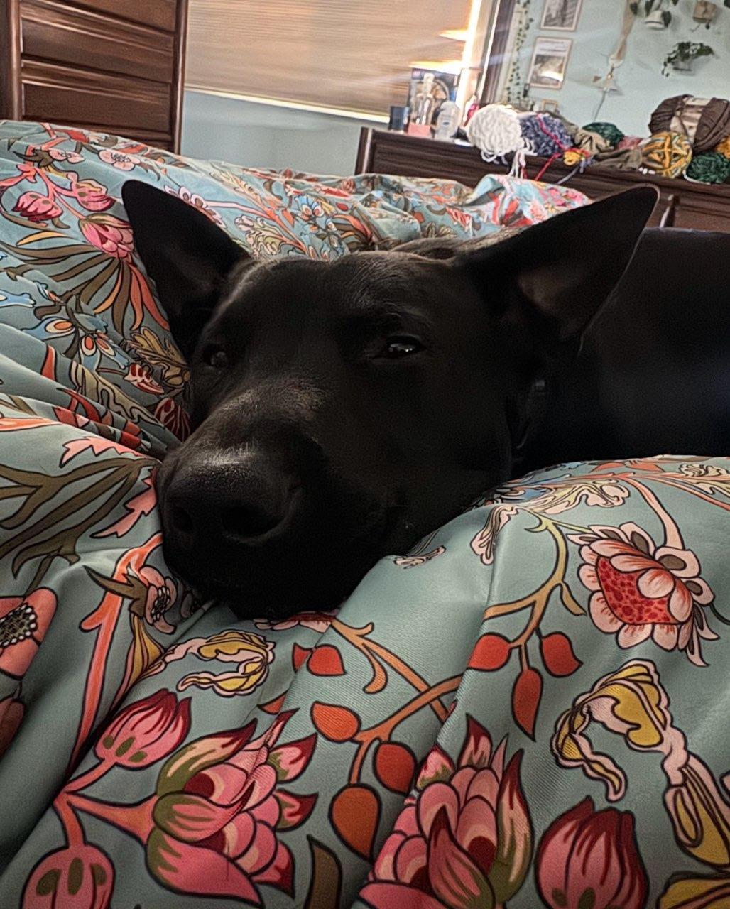 Enlarge Jonah, a ADOPTABLE mixed breed in Valley City, ND image 3/6