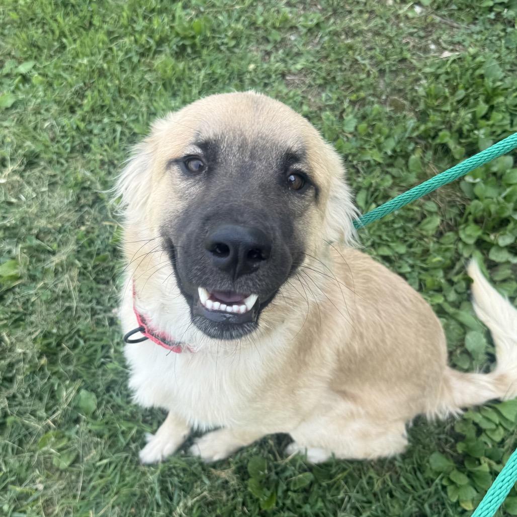 Judd, Adoptable, Young Male Anatolian Shepherd.