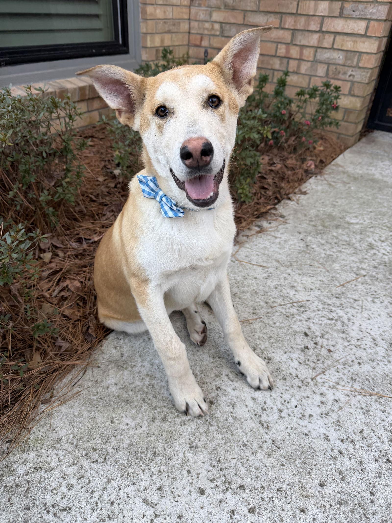 Enlarge Biscuit, a Adoptable mixed breed in The Woodlands, TX image 1/3
