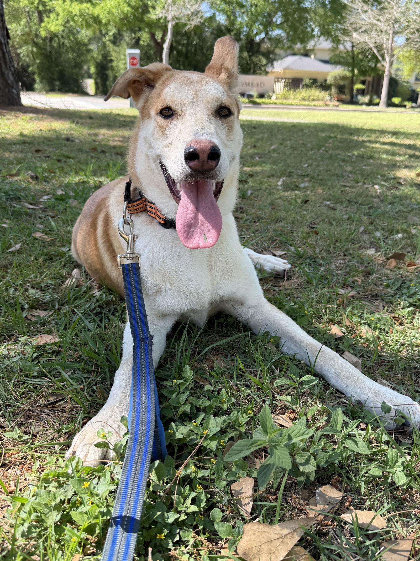 Enlarge Biscuit, a Adoptable mixed breed in The Woodlands, TX image 2/3