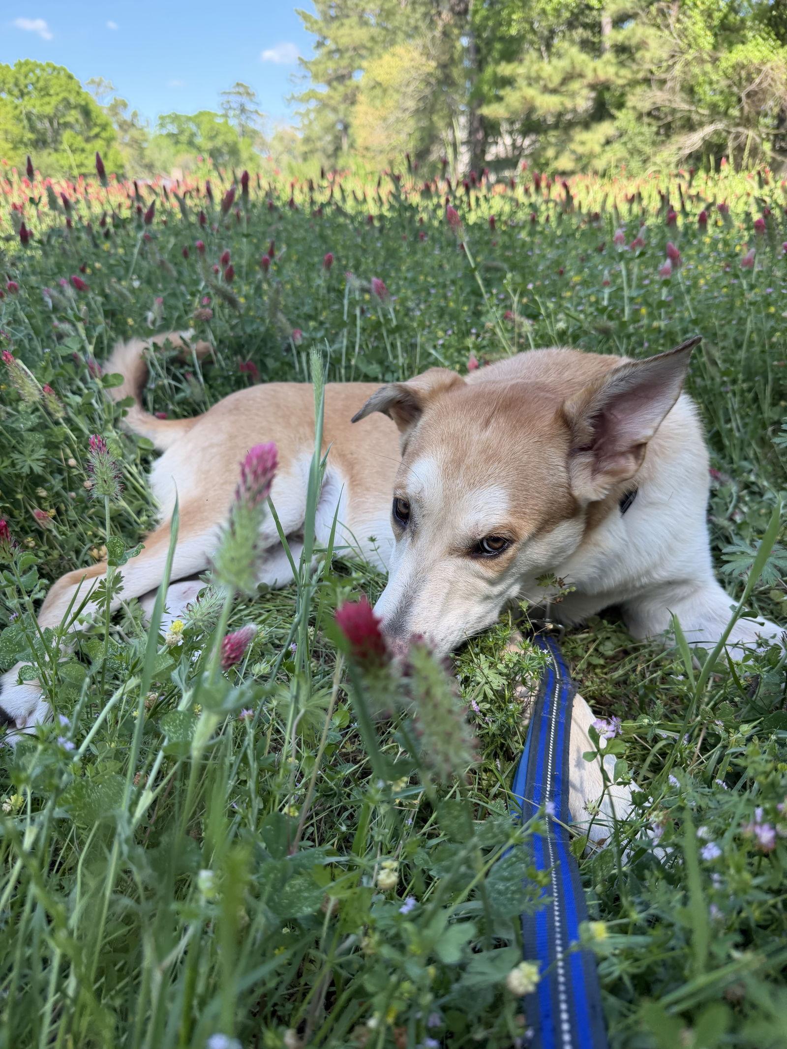Enlarge Biscuit, a Adoptable mixed breed in The Woodlands, TX image 3/3
