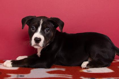 Enlarge Cricket, a Adoptable mixed breed in Greenville, SC image 1/1