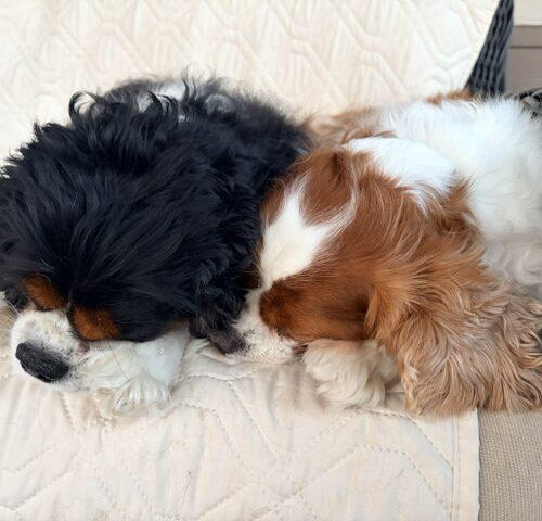 Avocado H 26093, Adoptable, Senior Male Cavalier King Charles Spaniel.