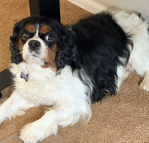 Enlarge Avocado H 26093, a Adoptable Cavalier King Charles Spaniel in Parker, CO image 3/4