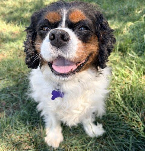 Enlarge Avocado H 26093, a Adoptable Cavalier King Charles Spaniel in Parker, CO image 4/4