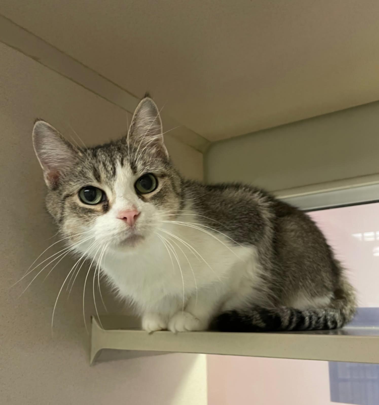 Enlarge Ethel, a ADOPTABLE Domestic Short Hair in Mansfield, OH image 1/1