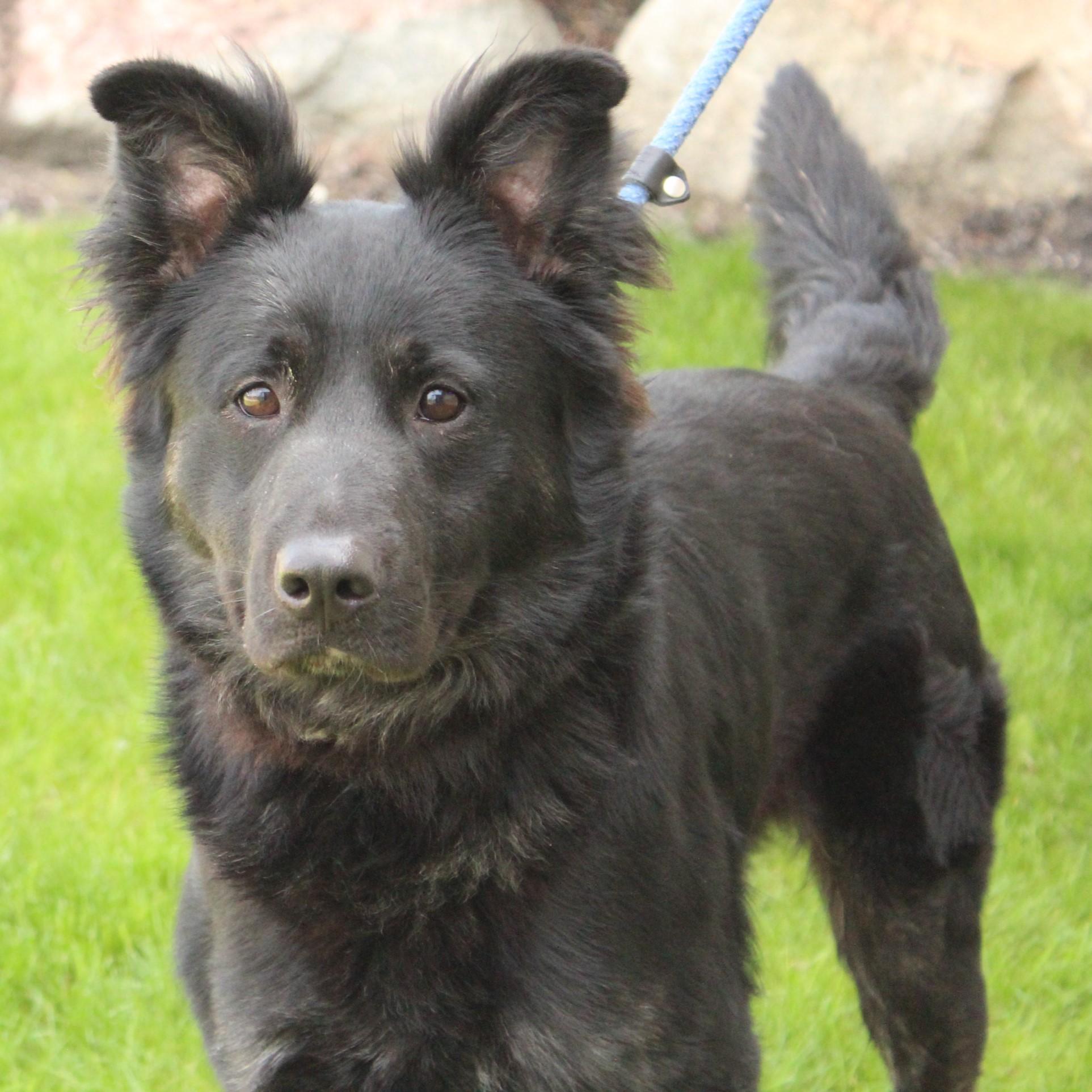 Enlarge Kirby, a ADOPTABLE mixed breed in Normal, IL image 6/6