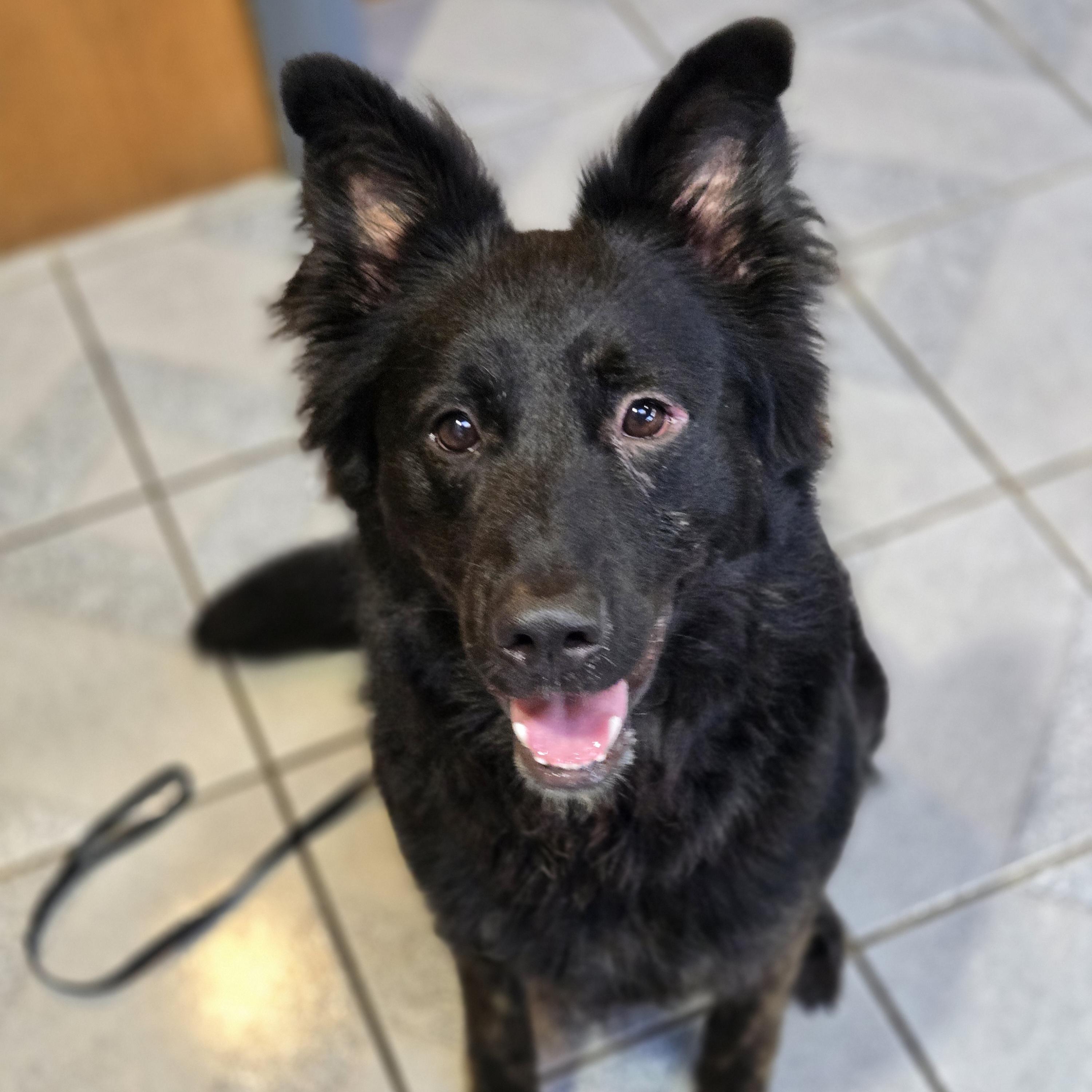 Enlarge Kirby, a ADOPTABLE mixed breed in Normal, IL image 3/6