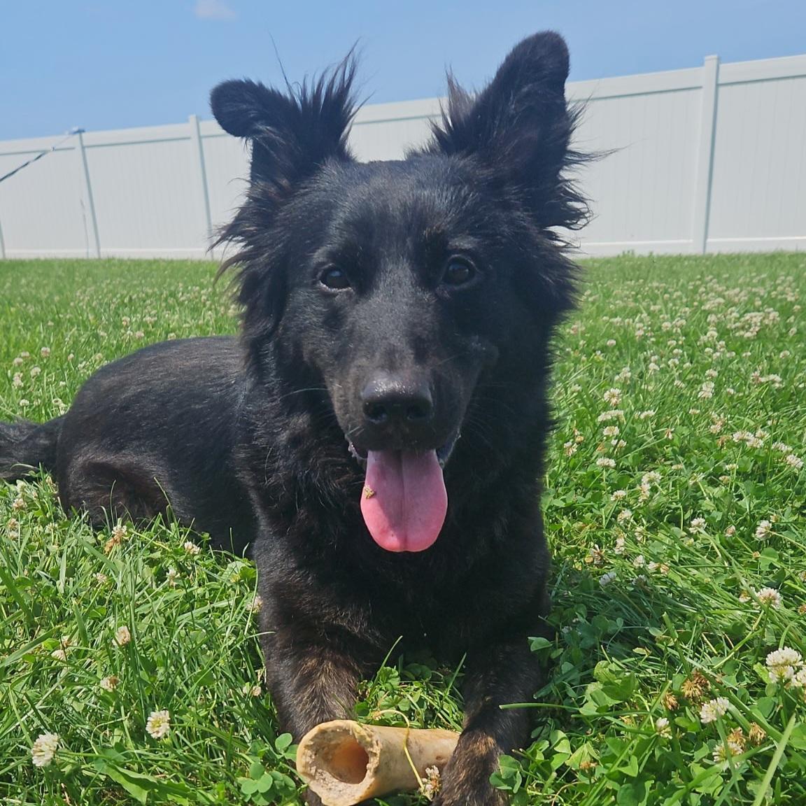 Enlarge Kirby, a ADOPTABLE mixed breed in Normal, IL image 1/6