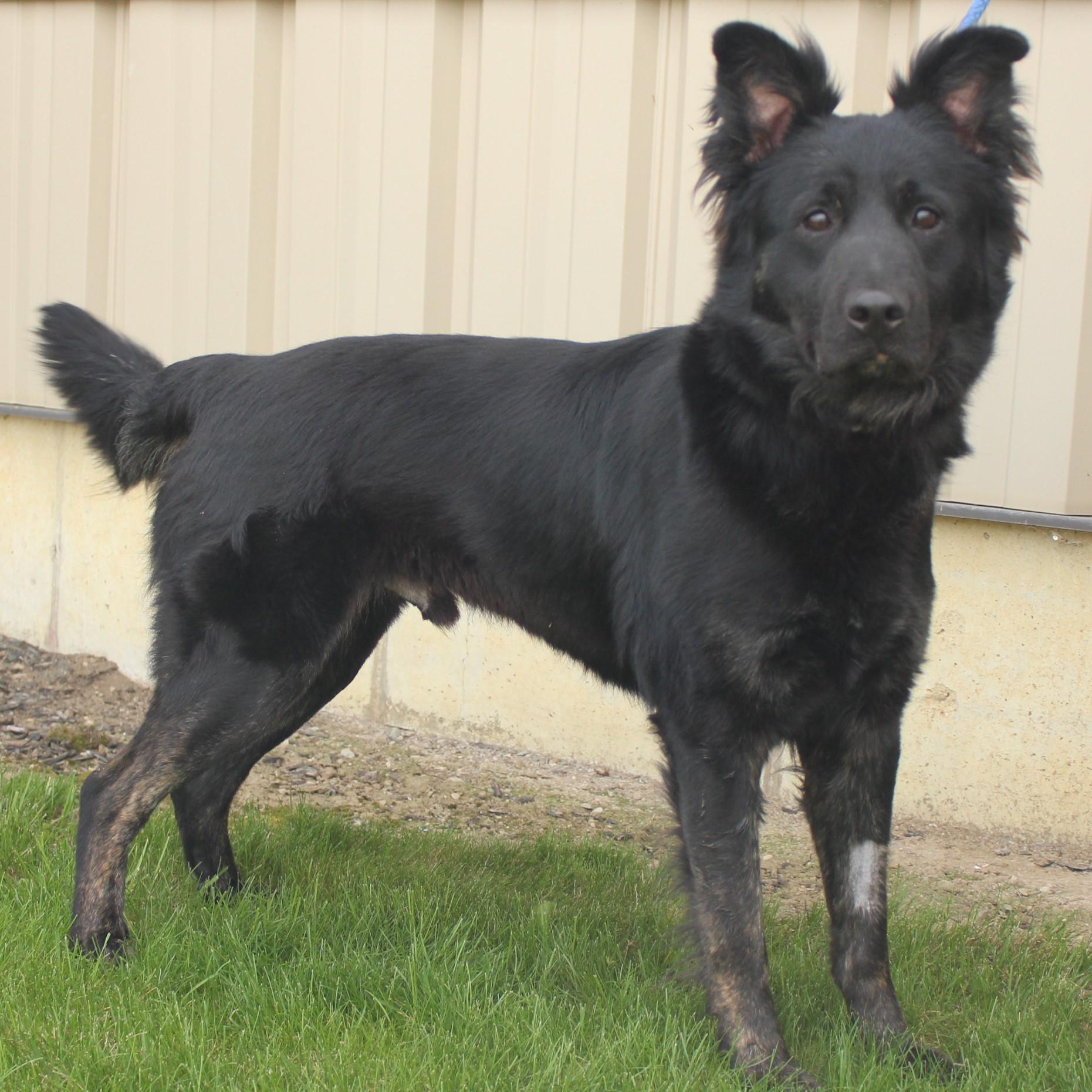 Enlarge Kirby, a ADOPTABLE mixed breed in Normal, IL image 4/6
