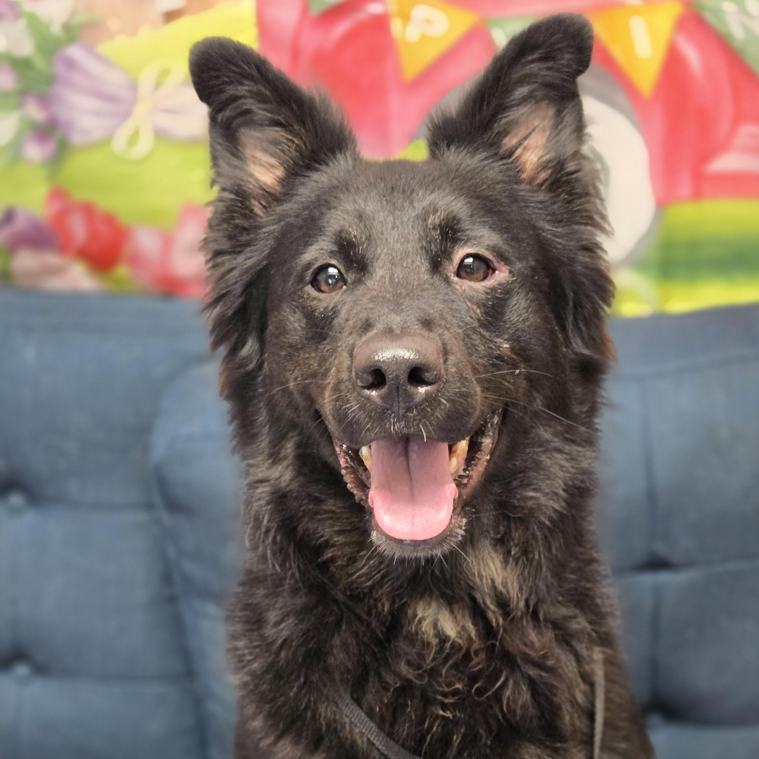 Enlarge Kirby, a ADOPTABLE mixed breed in Normal, IL image 2/6
