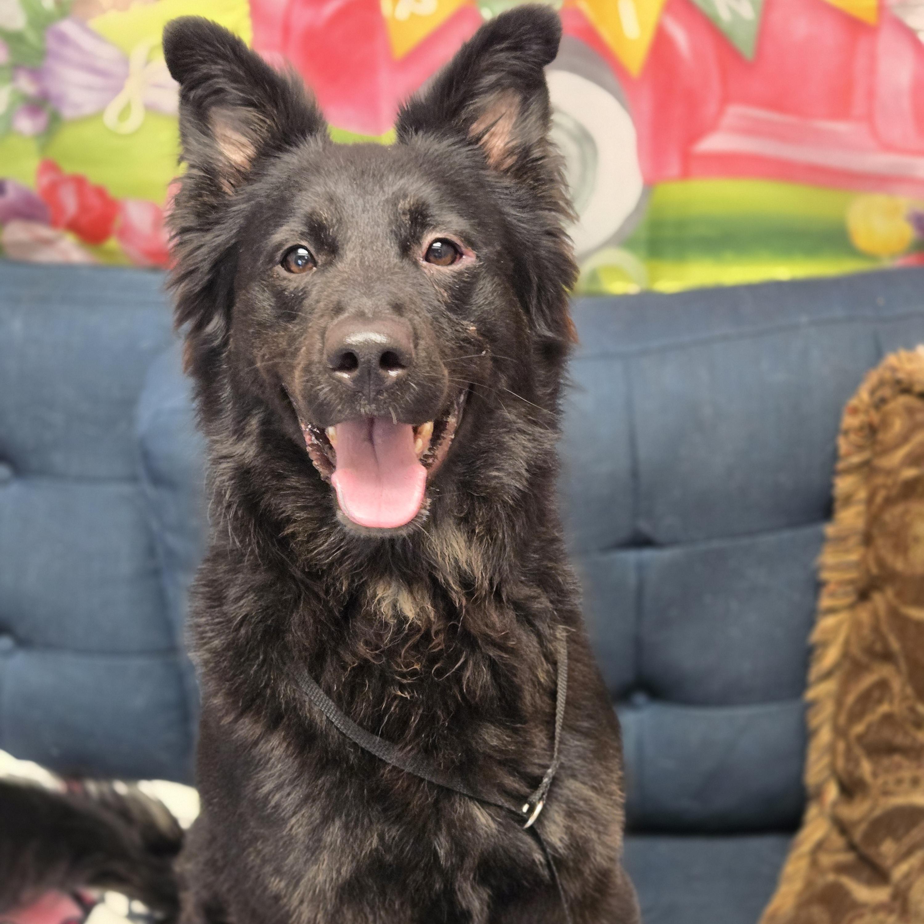 Enlarge Kirby, a ADOPTABLE mixed breed in Normal, IL image 5/6