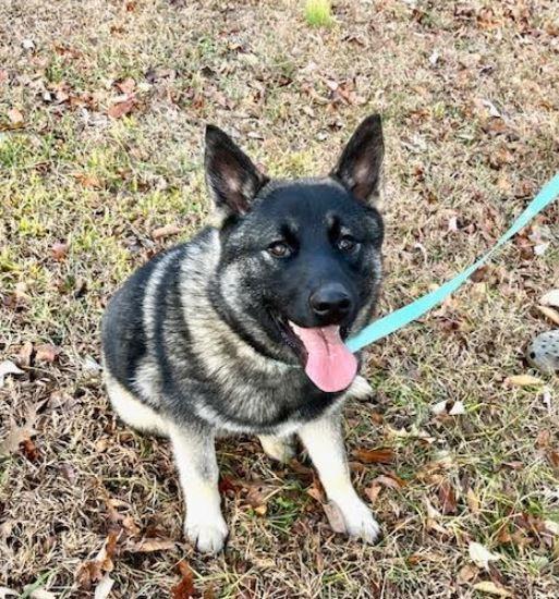 Lyle, Adoptable, Puppy Male Norwegian Elkhound.