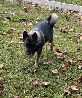 Lyle, a Adoptable Norwegian Elkhound in Mocksville, NC image 1/2
